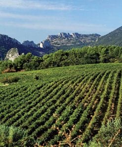 Vins de la Vallée du Rhône